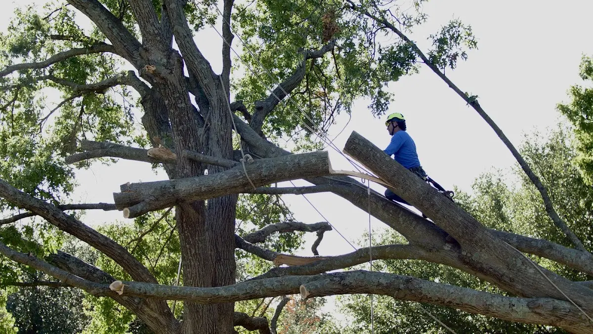 Professional Hazardous Tree Removal performed by certified arborists in Ralston